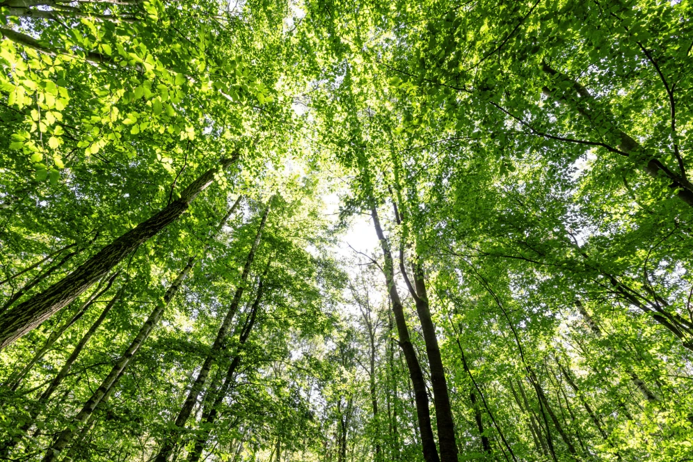 CO₂-Anzeige: aktueller CO₂-Fußabdruck in Tonnen pro Jahr