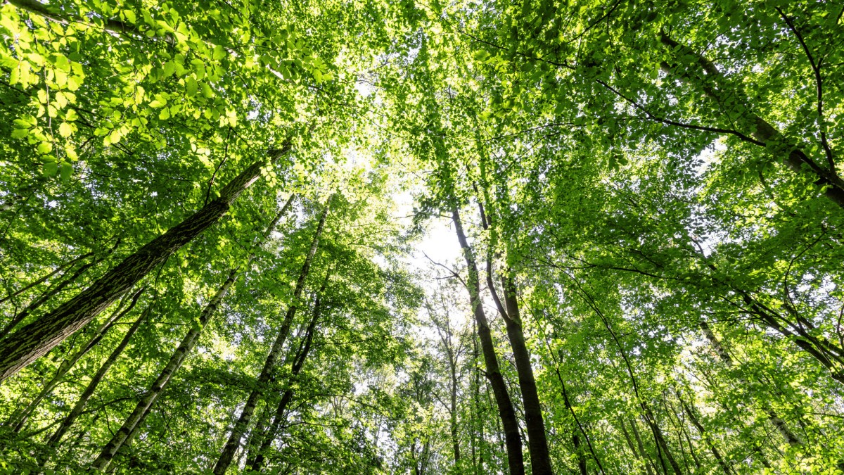 Steigende CO2 Ersparnis gemessen in Tonnen Steigende CO2 Ersparnis gemessen in Tonnen
