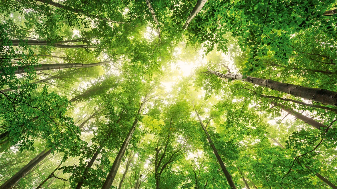 Sustainability, picture of a Wood