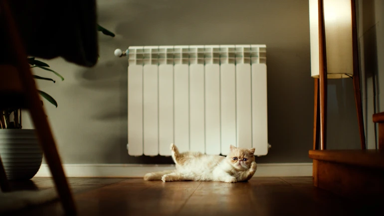 Kat uit de LikeABosch-campagne voor een radiator