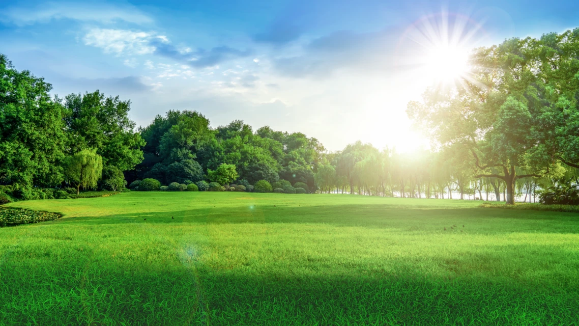 Grüne Wiese und strahlender Sonnenschein.