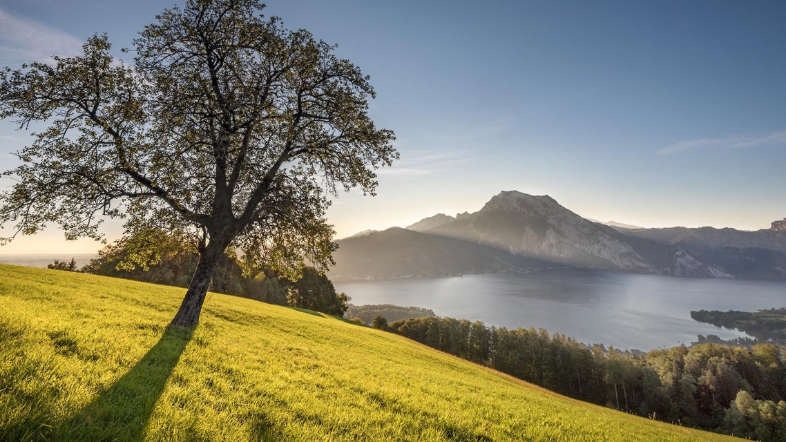 Landschaftsbild, im Vordergrund ein großer Baum auf einer Wiese, im Hintergrund Berge und ein See