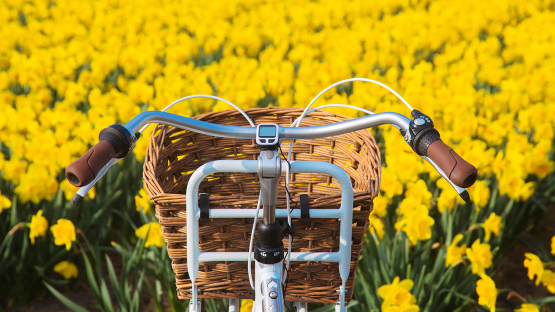 Ein Fahrrad steht an einem gelben Blumenfeld.