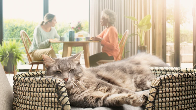Im Vordergrund liegt eine Katze in ihrem Körbchen, im Hintergrund sitzen zwei Feundinnen am Tisch und trinken Kaffee.