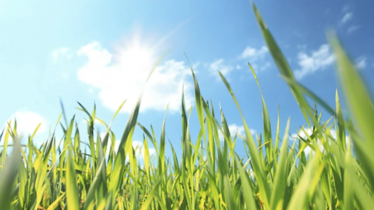 Vue de l'herbe vers le ciel