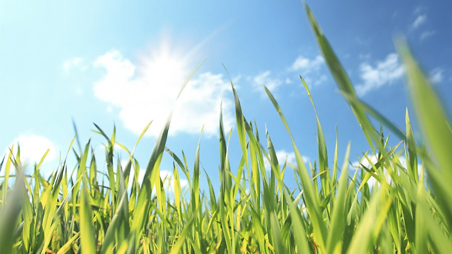 Vue de l'herbe vers le ciel Vue de l'herbe vers le ciel