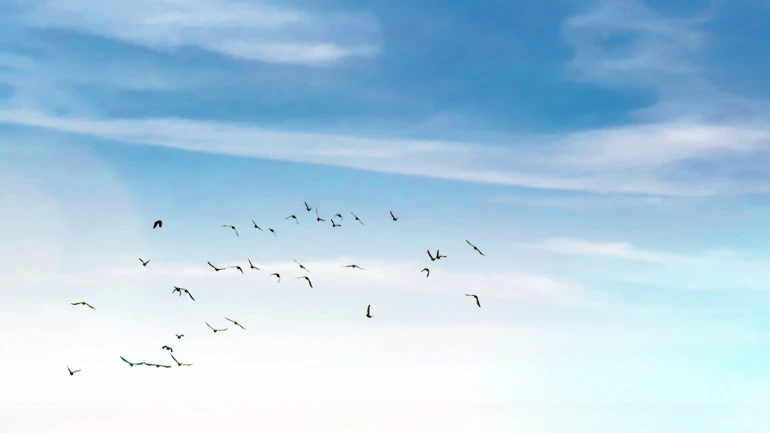 Ciel avec oiseaux