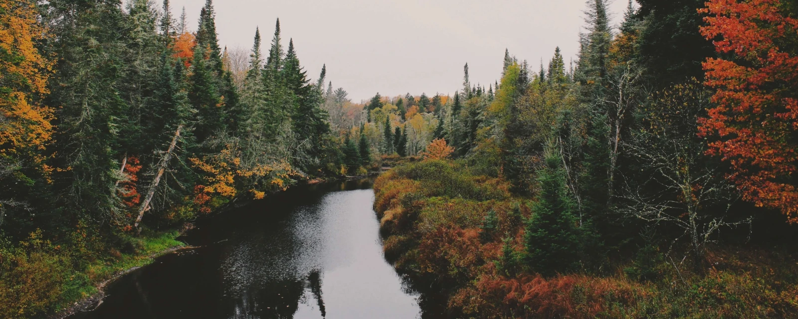 IVT_autumn_trees
