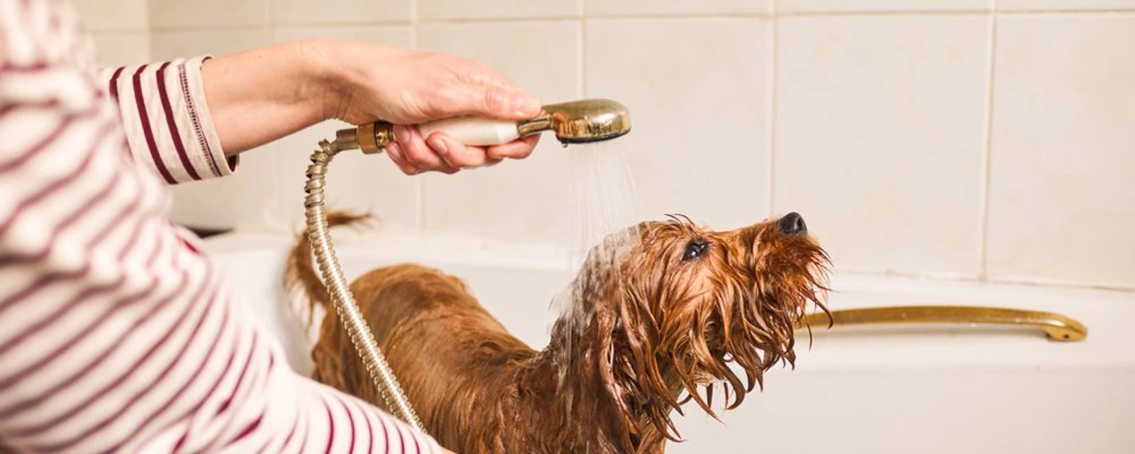 Esquentadores estanques