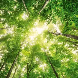 Bosch e a sustentabilidade