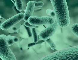 Bacterii