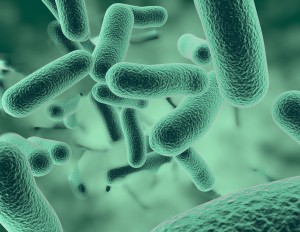 Bacterii Bacterii