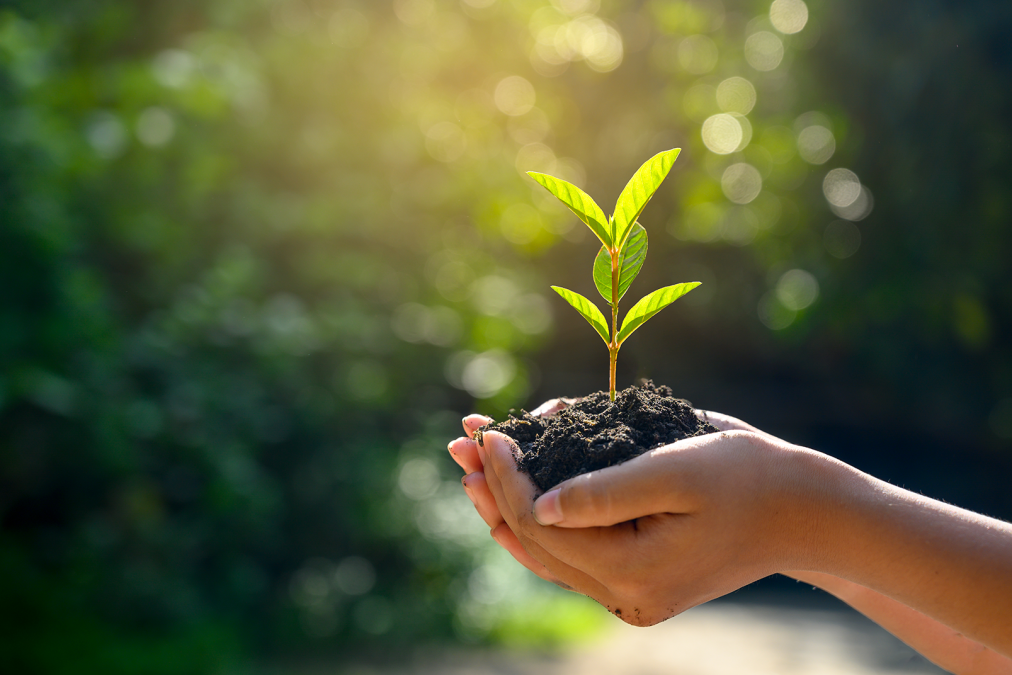 Subsidy_ hands with tree plant Subsidy_ hands with tree plant